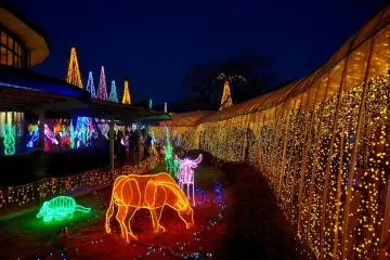 <p>สวนที่มีไฟสีสวยๆส่องสว่างในเวลากลางคืน</p>