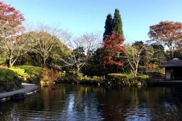 The tea garden at Shohakutei Tea House