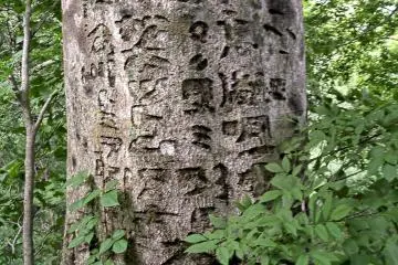 Old tree making the trail