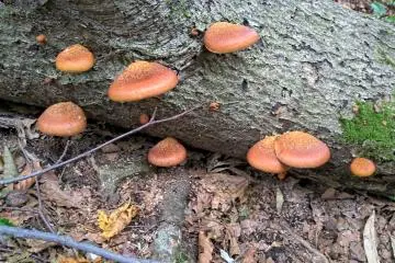 Some edible mushrooms