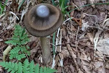 A beautiful mushroom