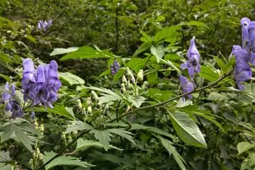 Wolf's bane, （トリカブト）a very deadly plant