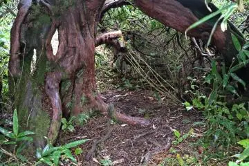 The low tunnel like pass near Mt Washigamori