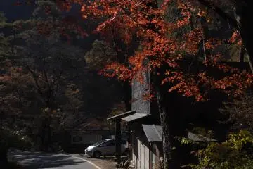 Front lit momijis burn with passion in the morning sun