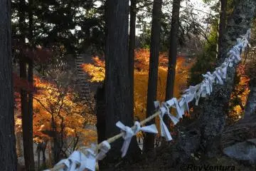 At the slope of a shrine, yellow momijis bloom in the afternoon