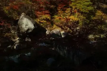 Momijis brighten the valley and arrest the attention of travelers