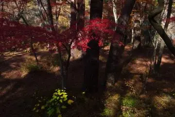 Growing naturally, momijis co-exist amongst the pines