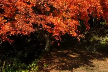 Spreading its wings, this momiji casts its shadow on the bank of a waterfall