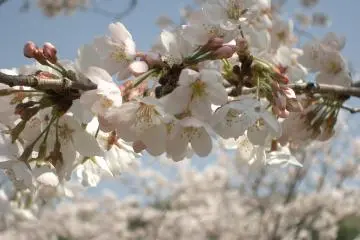 Nozuta Park