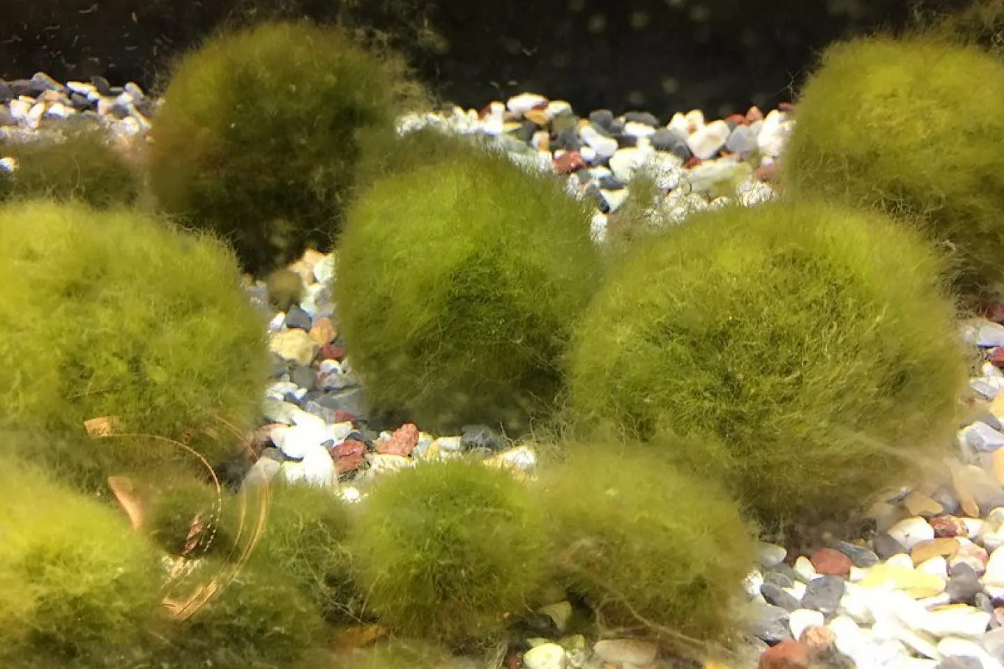 Bola-bola Marimo (Photo: bryan... from Taipei, Taiwan / CC BY-SA 2.0 )