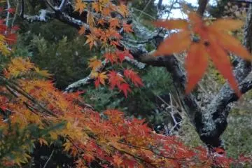 The sunshine illuminated green, red and yellow leaves brilliantly.