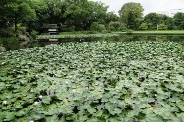 The pond here is choked with lilypads in the summmertime