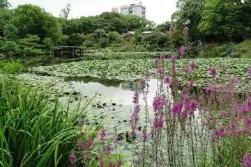 A stand of purple flowers are some of the last blooms of summer