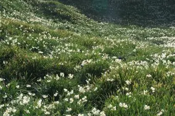 Over 3 million narcissus flowers cover the Suzaki Peninsula