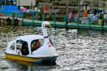Another transport option: Swan pedal boat.