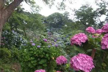 Hydrangea in Shimoda park