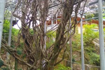 Eternal wisteria 