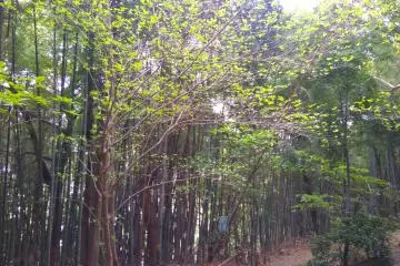 Bamboo grove trail leading to shrine  