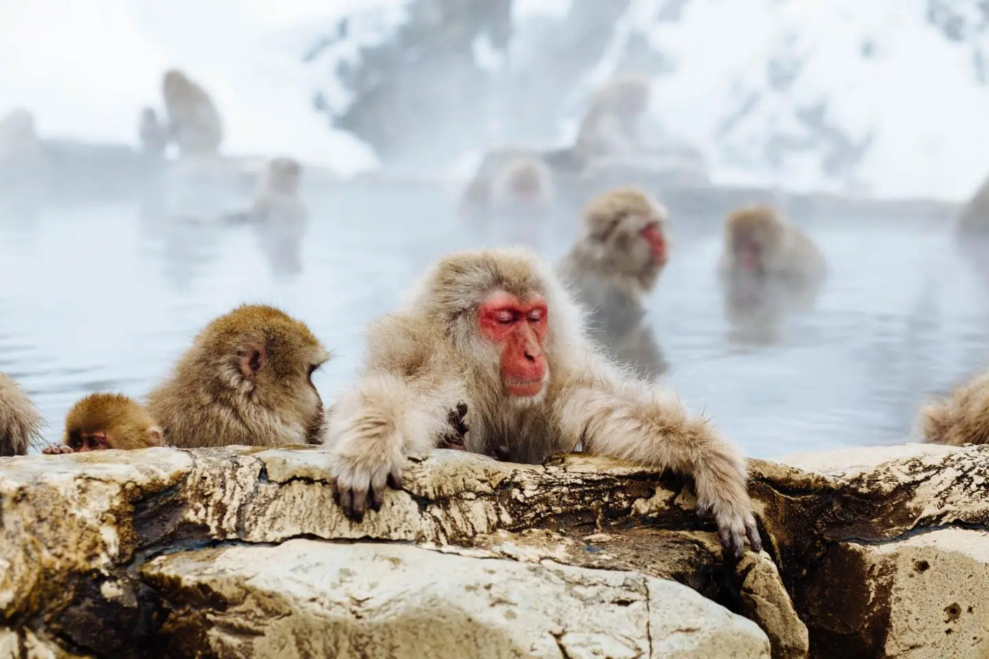 Steamy onsen - always a good idea, and even the monkeys think so! (照片由: fezbot2000 / Unsplash)