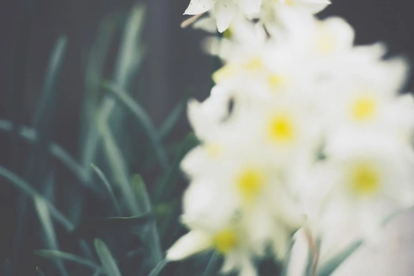 Narcissus flowers at Sangubashi Park, Shibuya, Tokyo (Photo: Masaaki Komori / Unsplash)