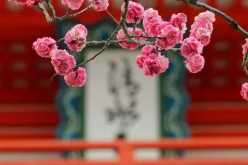 Plum blossoms typically start arriving in February - so start planning your spots!