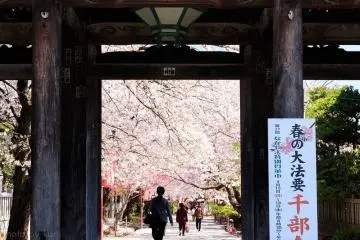 Cherry blossom season at Hokyoke-ji, Ichikawa City (Photo: <a href="https://www.flickr.com/photos/135459711@N05/26311602527/in/photolist-25FoqXd-24o9gj6-G64QKr-24EiV2L-22Zij5E-9jgbnF-9jxbmX-9jxbqc-9jAht1" target="_blank" rel="noreferrer noopener nofollow">t.kunikuni</a> / <a href="https://creativecommons.org/licenses/by-sa/2.0/" target="_blank" rel="noreferrer noopener nofollow">CC BY-SA 2.0</a>)