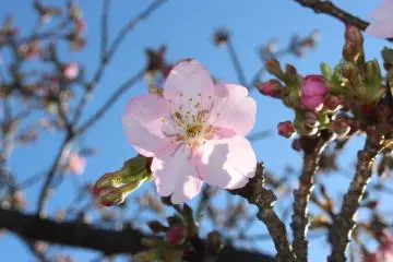 10 Things to Do in Japan in February
