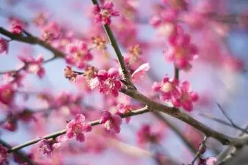 Atami Plum Garden Plum Festival 2027