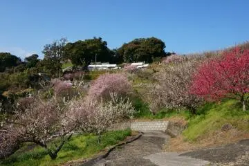 The plum grove here is filled with over 10,000 trees!