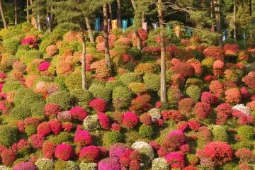 Step into a fluffy, colorful world of azalea bushes
