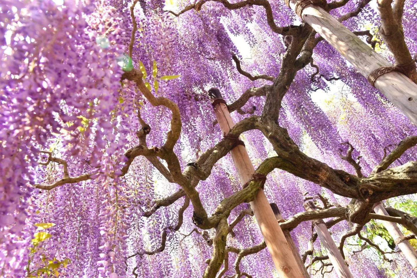 Vibrant purple wisteria are a delight at the Ashikaga Flower Park (Photo: Raita Futo / CC BY 2.0)