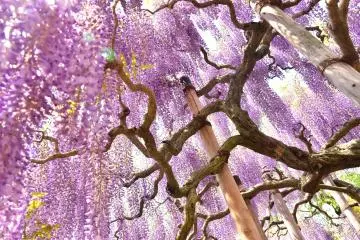 Vibrant purple wisteria are a delight at the Ashikaga Flower Park