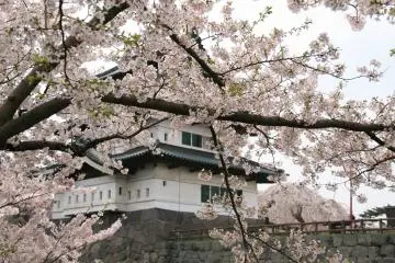 Hirosaki Castle is famous for its cherry blossoms