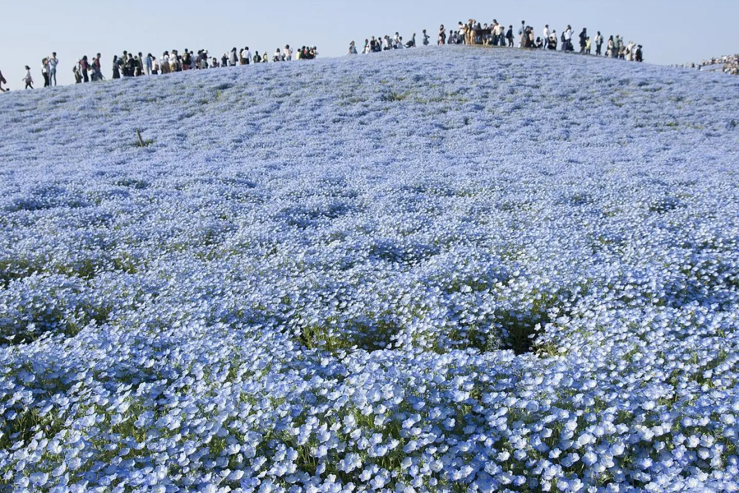 A sea of blue! (Photo: Σ64 / CC BY-SA 3.0)