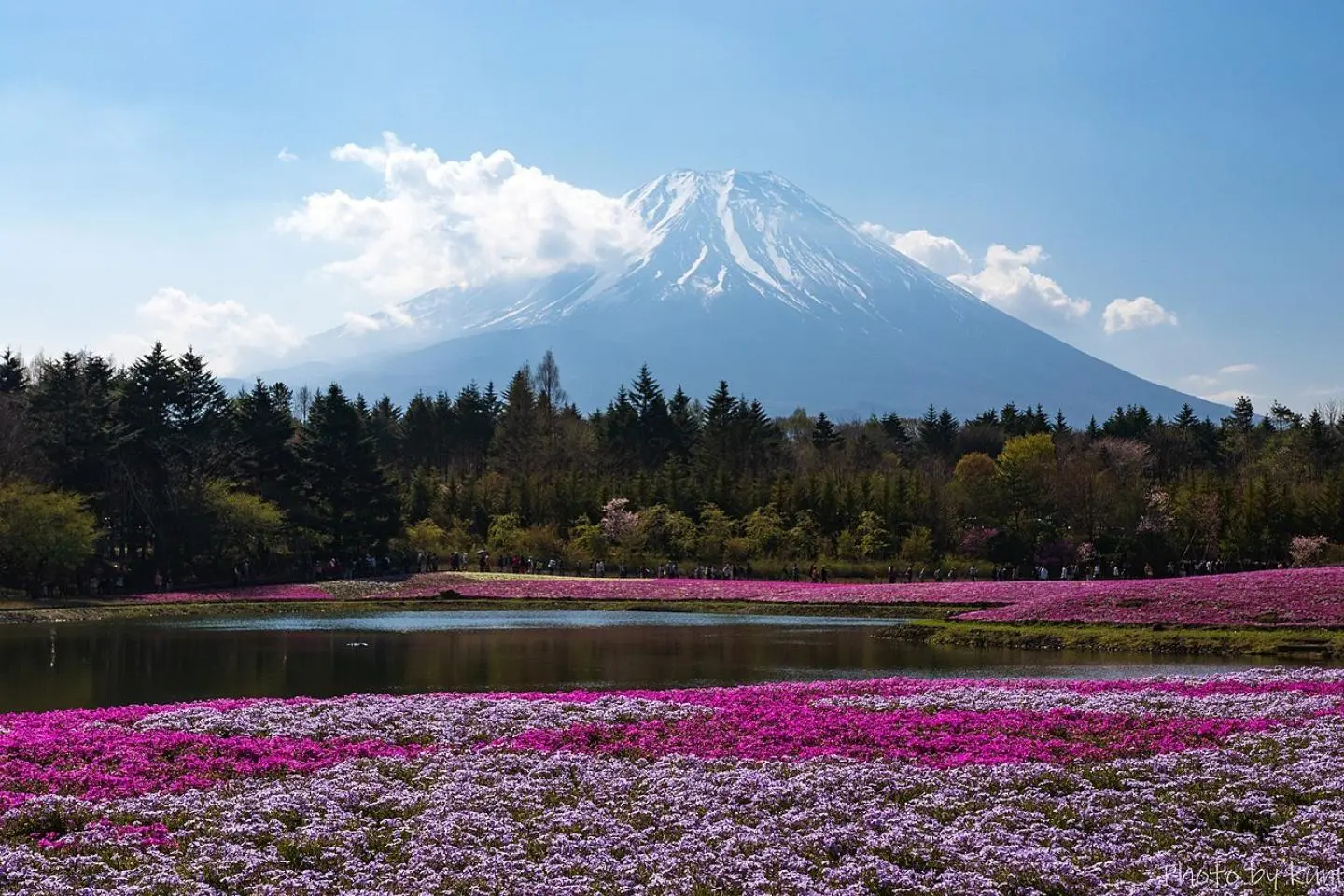 Great views at the Fuji Shibazakura Festival (Photo: t.kunikuni / CC BY-SA 2.0)