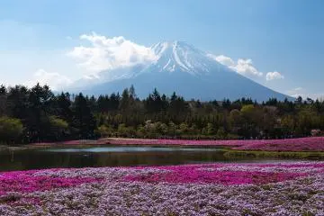 Great views at the Fuji Shibazakura Festival