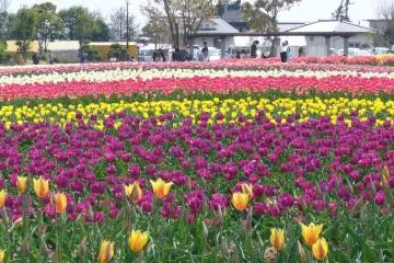 Inashiki Tulip Festival 2027