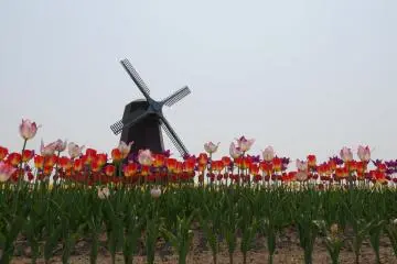 Tulips at the Kamiyubetsu Tulip Fair span 7 hectares