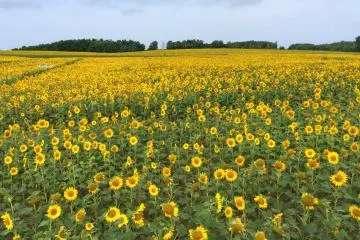 Hokuryu Sunflower Festival 2026