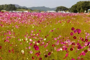 Toyoura Cosmos Festival 2026