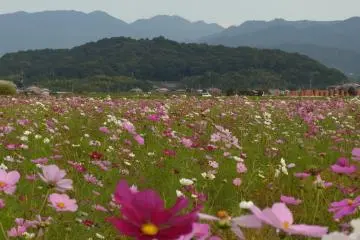 Cosmos at the Fujiwara Palace Ruins 2026