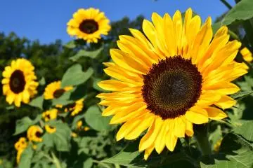 Summer Festa at Sanuki Mannou Park 2026