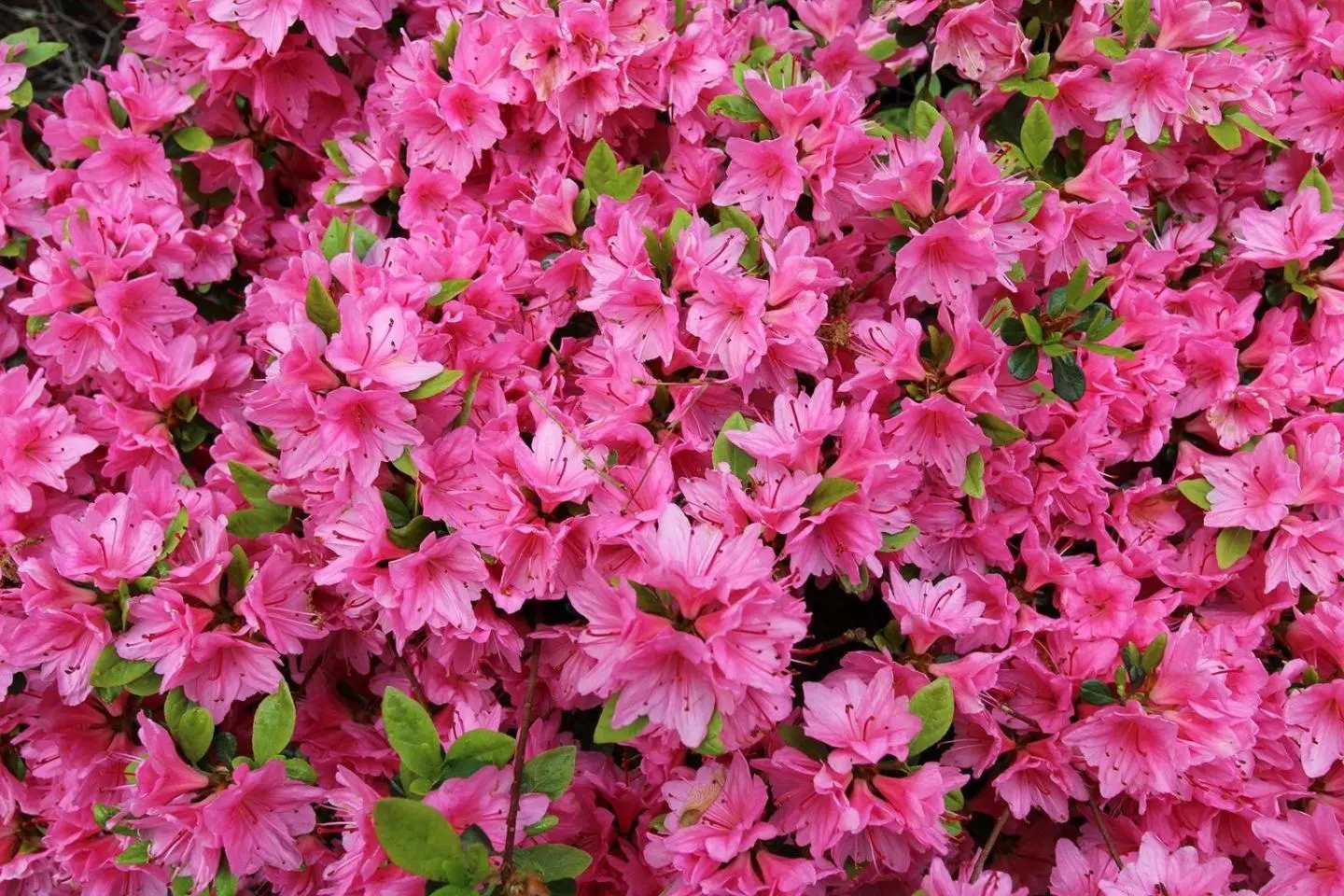 Komuroyama Park Azalea Viewing Party 2026