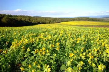 Sunflowers at Hokkaido's Palette Hill 2026