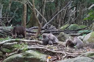 Family of Japanese macacque with deers