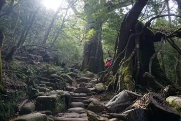 Within the primeval forest of Yakushima 