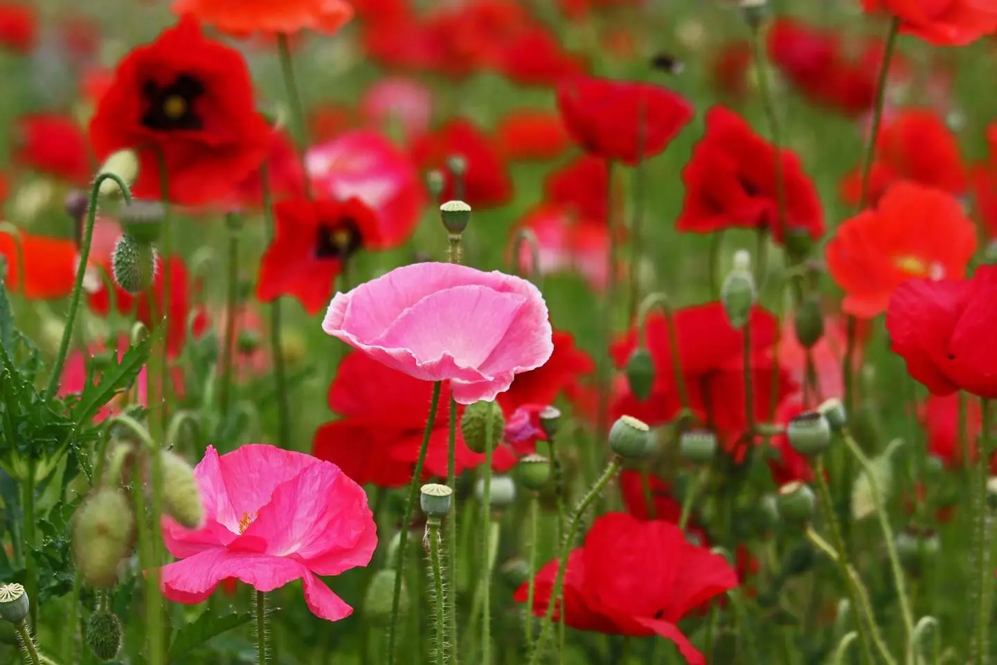 Higashi Sanbin Flower Valley Poppy Festival