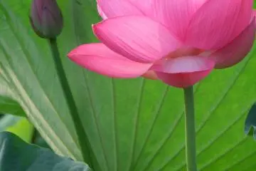 <p>ดอกบัวแสนสวยจากสระที่อยู่ใกล้โรงแีรม</p>
