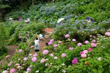Hydrangea Season at Nihonmatsu-ji