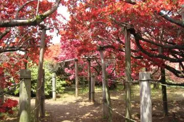 Tsutsujigaoka Park Azalea Festival